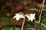 Pipsissewa <BR>Spotted wintergreen